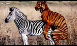 动物性行为视频大全,视频大全中的自然奇观