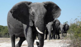 大象的视频,温馨瞬间捕捉