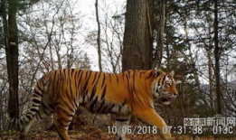 东北虎视频,野生王者之威严瞬间